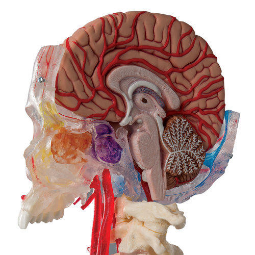 Brain Model with Skull